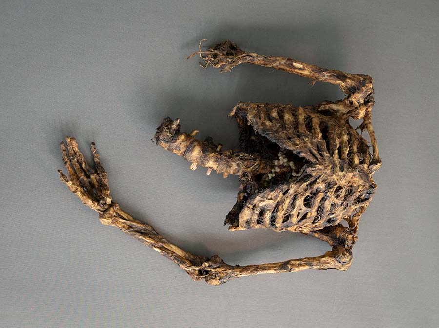 corpse-2_8_900x673px