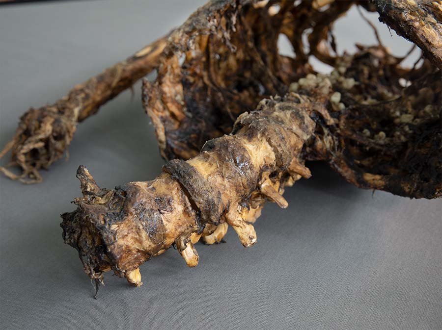 corpse-2_6_900x673px