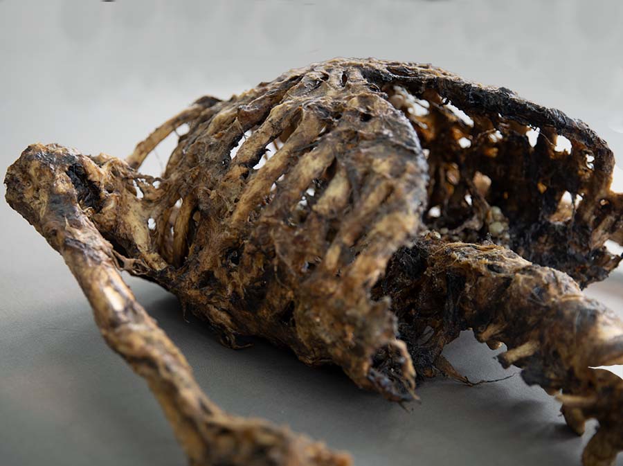 corpse-2_4_900x673px