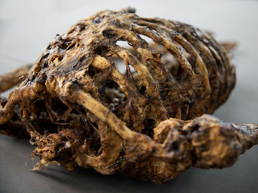 corpse-2_3_900x673px