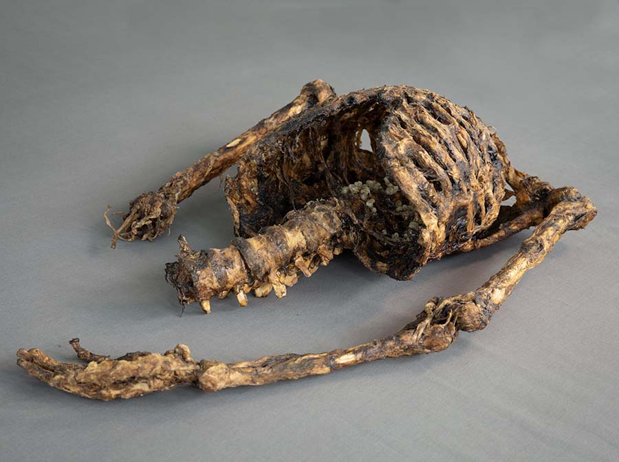 corpse-2_2_900x673px