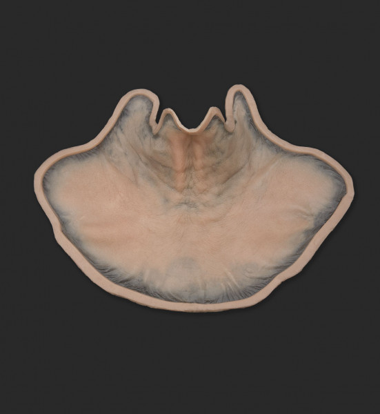 OA1_Neck OA1_Hals – Bild 1