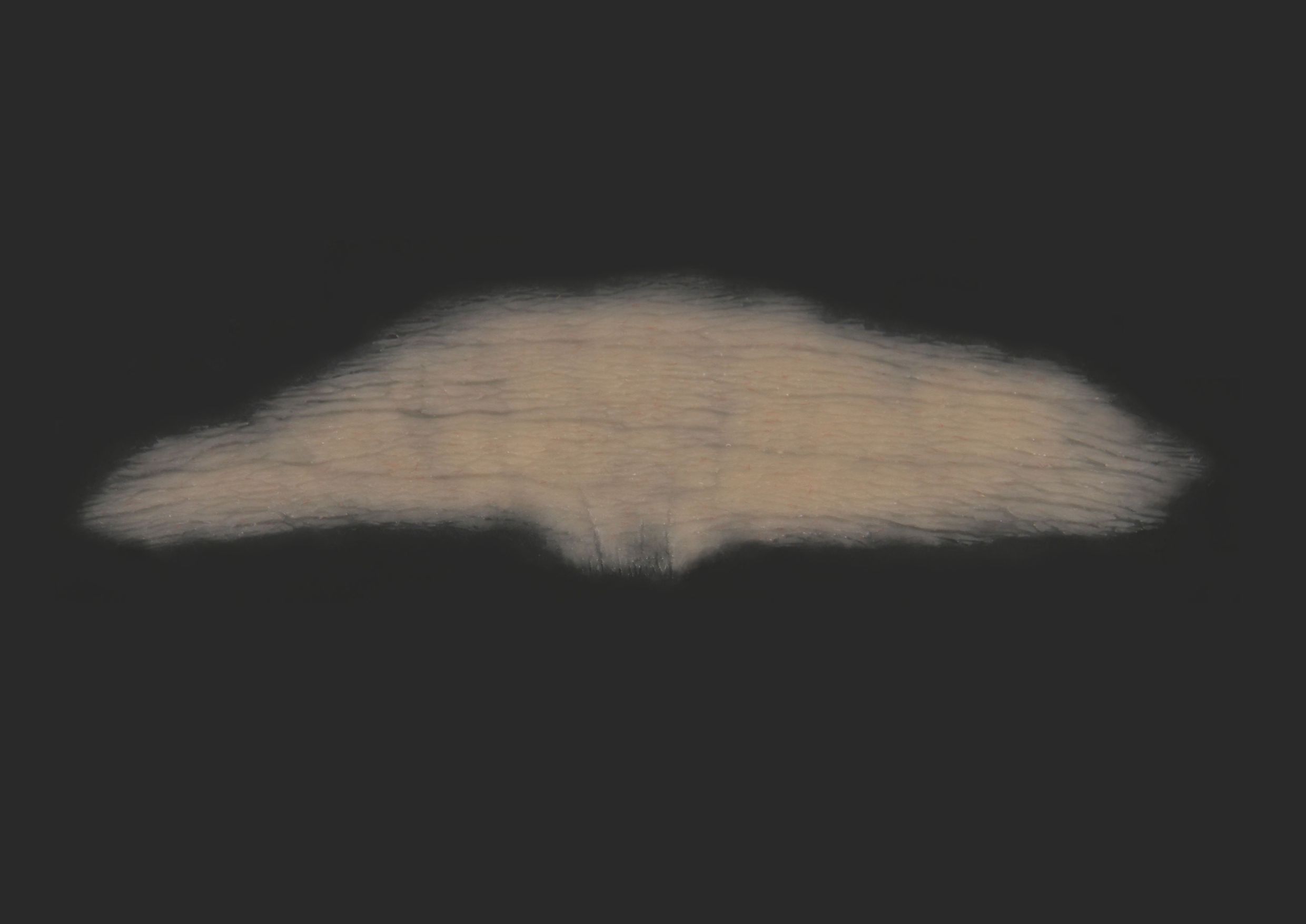 OA9_Forehead OA9_Stirn – Bild 1