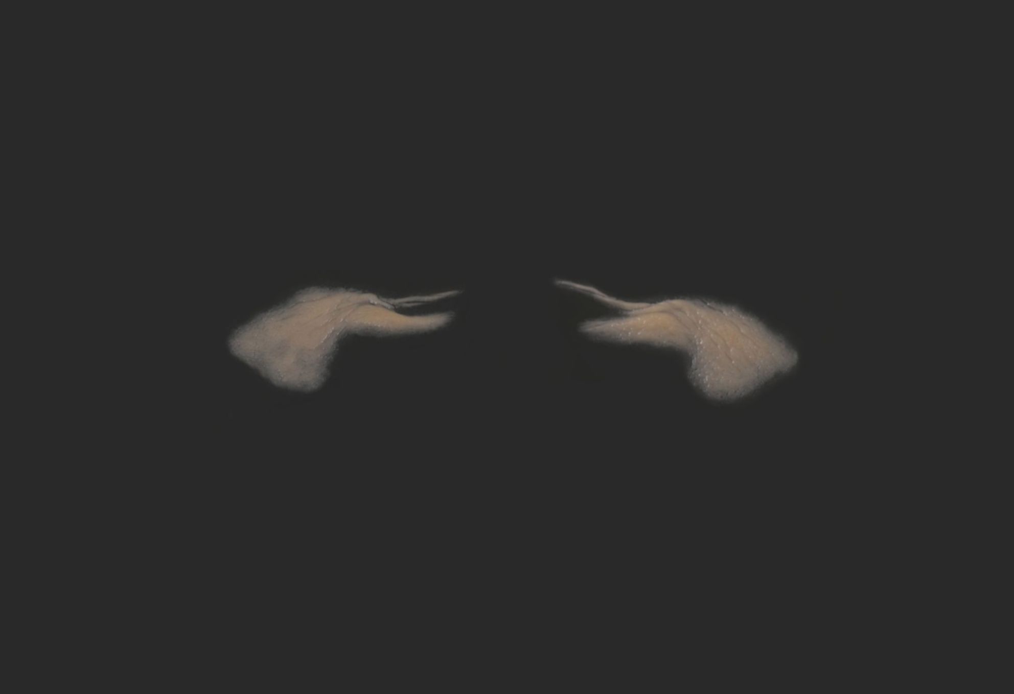 OA9_Pair of Eyelids OA9_Oberlider L+R – Bild 1