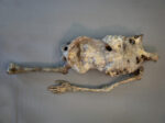 Corpse #1 – Bild 3