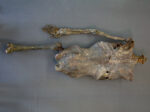 Corpse #1 – Bild 4