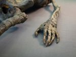 Corpse #1 – Bild 16