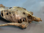 Corpse #1 – Bild 2