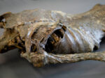 Corpse #1
