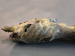 Corpse #1 – Bild 11