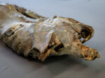 Corpse #1 – Bild 7