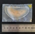 Bisswunde BW1 (Gelatine, Color Code Gelb)