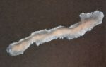 Narbe W44 (Gelatine, Color Code Gelb) – Bild 2