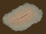 Schnittwunde C16 – Bild 2