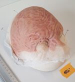 Vernarbte Halbglatze 1 – Bild 2