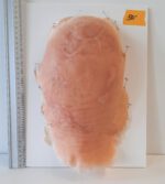 Vernarbter Hinter- und Oberkopf_2