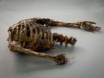 Corpse #2