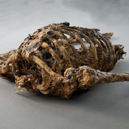 Corpse #2