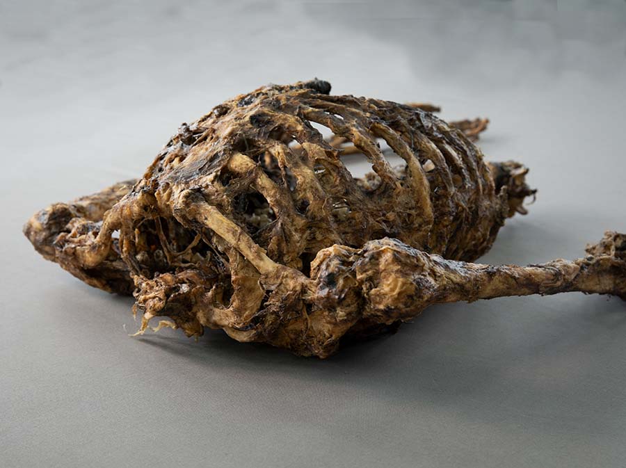 Corpse #2 Corpse #2