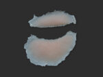 SB4 Geschwollenes Auge (rechts)