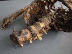 Corpse #2
