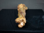 Rotten Leg
