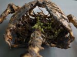 Corpse #2