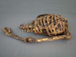 Corpse #2